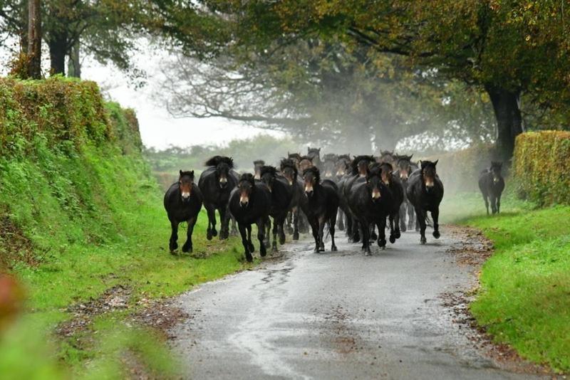 Exmoor Retreat On Two Moors Way Withypool Bagian luar foto