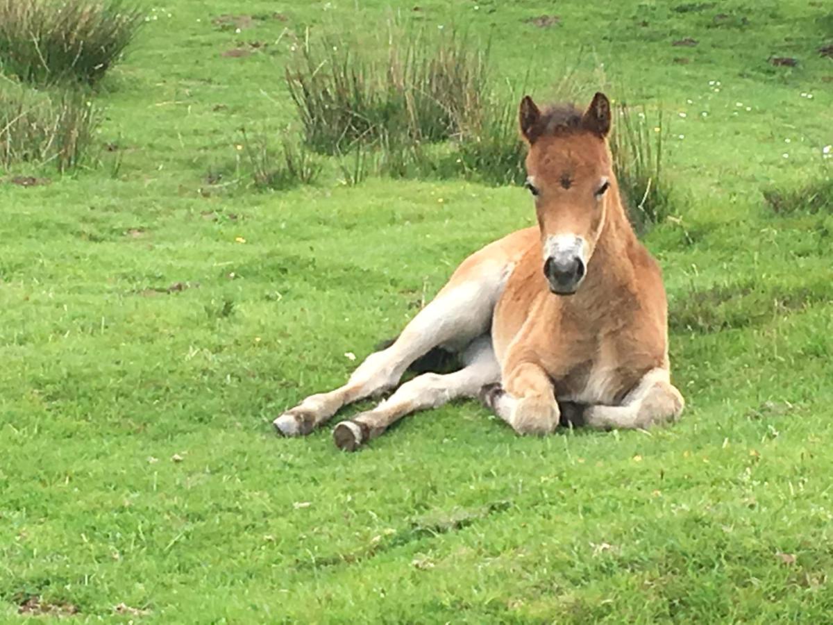 Exmoor Retreat On Two Moors Way Withypool Bagian luar foto